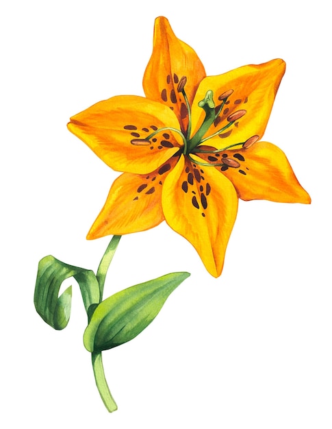watercolor lily watercolor lily flower yellow color botanical illustration of lily flower lily