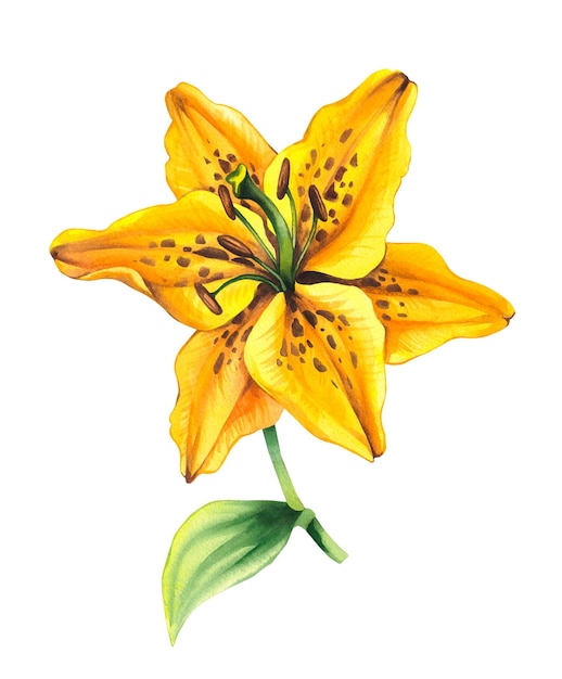watercolor lily watercolor lily flower yellow color botanical illustration of lily flower lily
