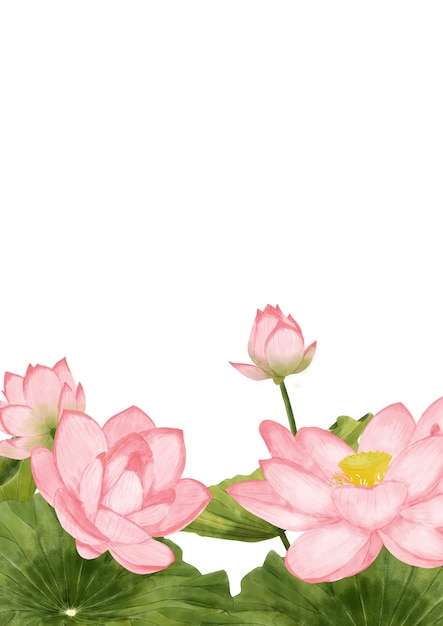 사진 수채화 연꽃 배경