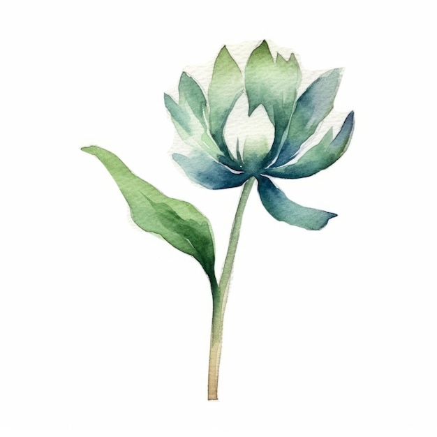 watercolor lotus blossom with leaves