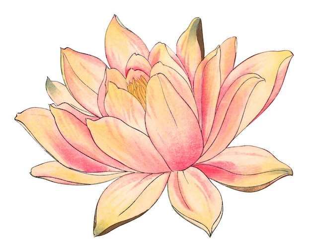 watercolor lotus painting
