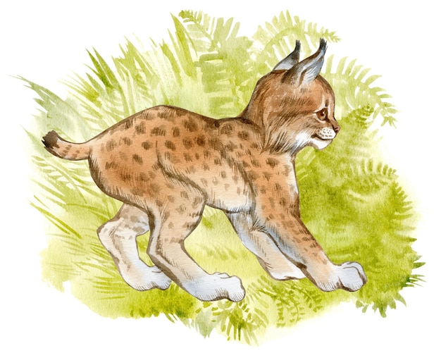 Watercolor lynx cub on green grass Hand Painted Fawn Illustration isolated on white background