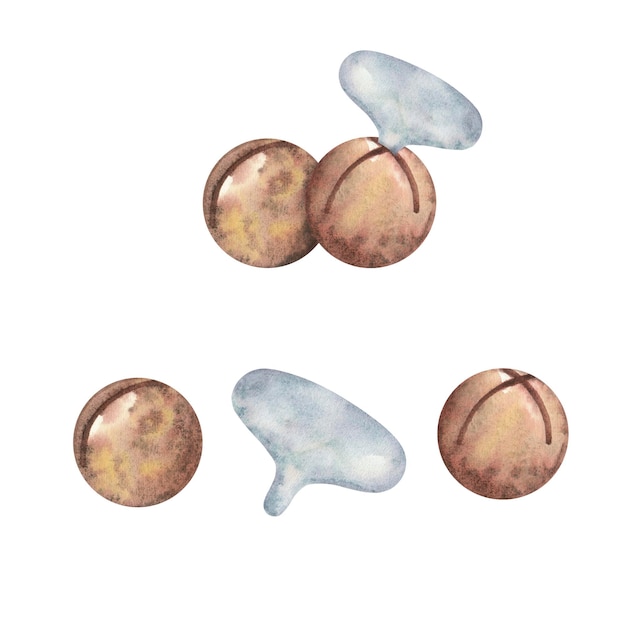 Photo watercolor macadamia nuts in shell and without with a metal key isolated on a white background