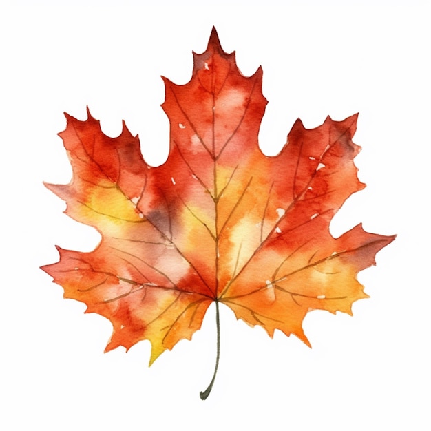Watercolor of a maple leaf in red and yellow.