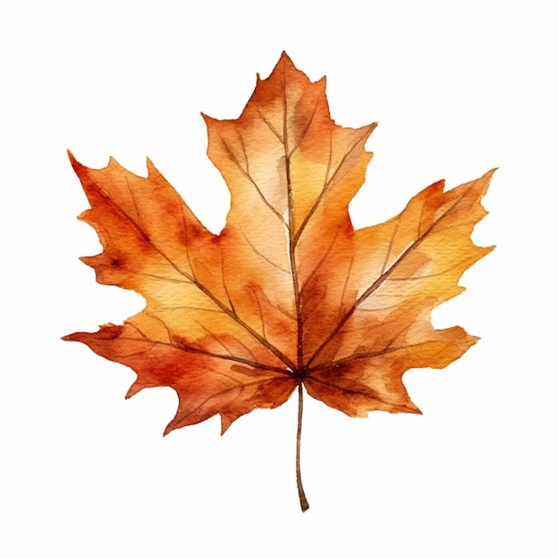 Watercolor maple leaf on a white background.