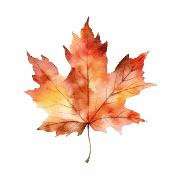 Watercolor maple leaf on a white background.