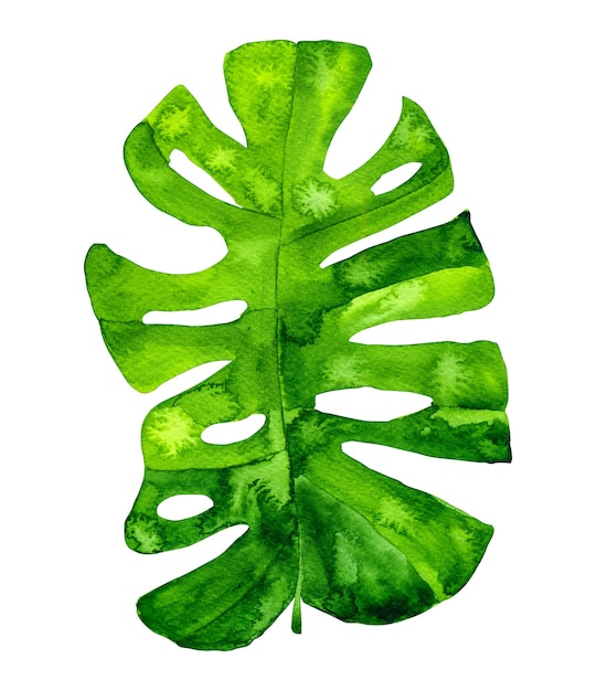 Watercolor monstera leaf isolated