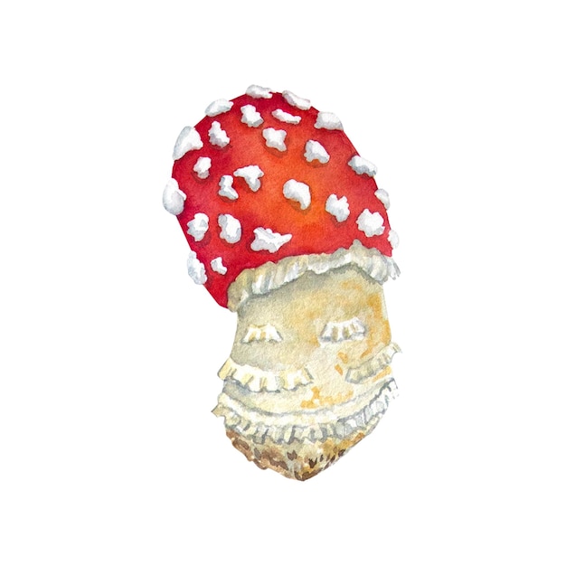 수채화 버섯 비행 agaric 흰색 배경에 엽서 포스터에 대 한 식물 그림