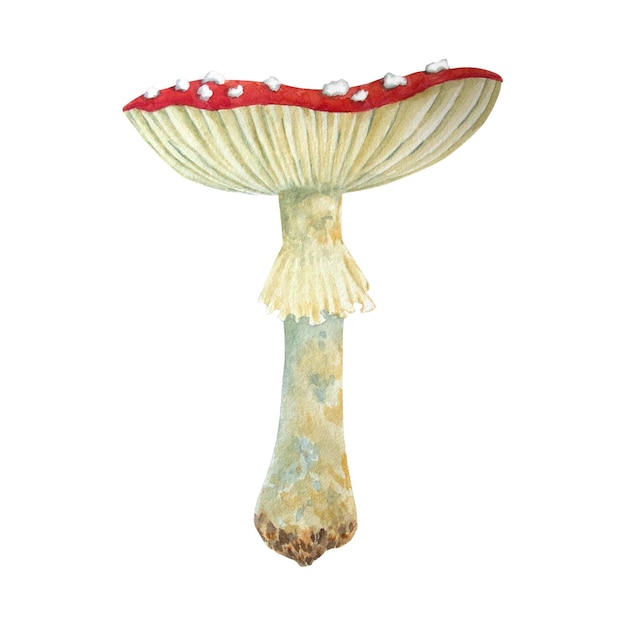 Watercolor mushrooms fly agaric on white background Botanical illustration for postcards posters