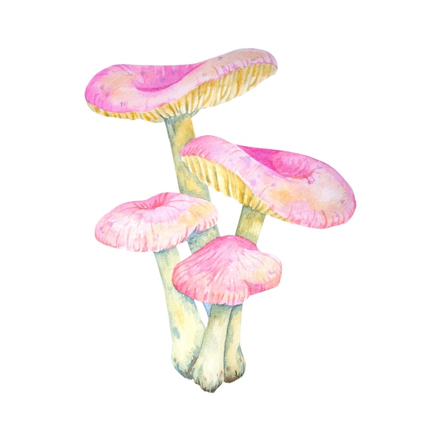 Watercolor mushrooms on white background Botanical illustration for postcards posters textile design