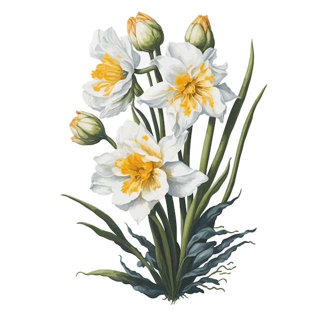 Watercolor Narcissus Dutch Master Clipart Floral