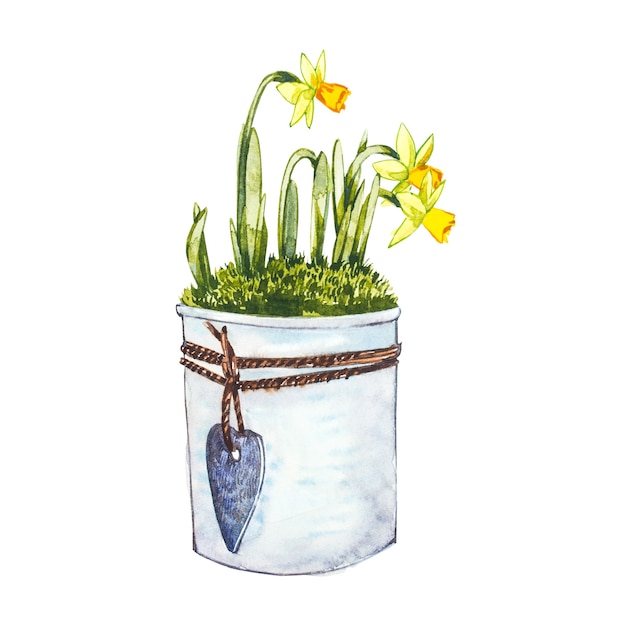 Watercolor narcissus flowers in flower pot. Hand draw watercolor illustration