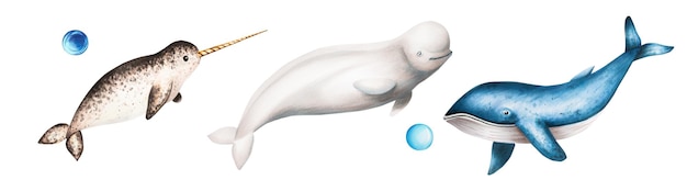 사진 긴 엄니 푸른 고래와 흰색 배경 손 그림에 고립 된 벨루가와 수채화 일각 고래
