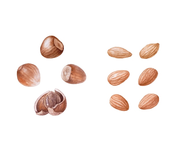 Watercolor nuts. Almond, hazelnuts isolated.