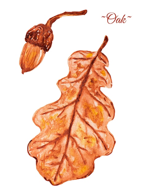Акварель дубовый лист и желудь, изолированные на белом фоне