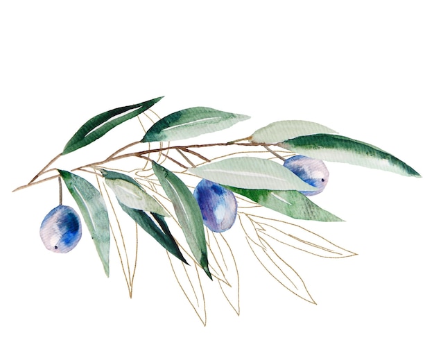 Watercolor olive branch with blue fruits and green leaves with golden outline illustration