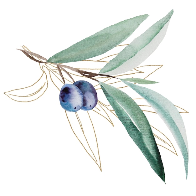 Watercolor olive branch with blue fruits and green leaves with golden outline illustration