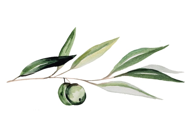 Watercolor olive branch with fruits and green leaves with golden outline illustration