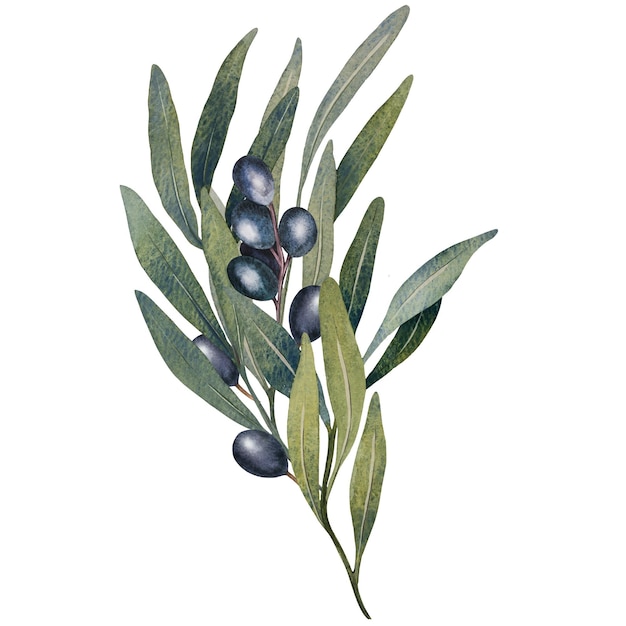 Photo watercolor olive tree branch with leaves and black olives fruit isolated on white background hand painted floral illustration for wedding stationary greetings wallpapers print fabric