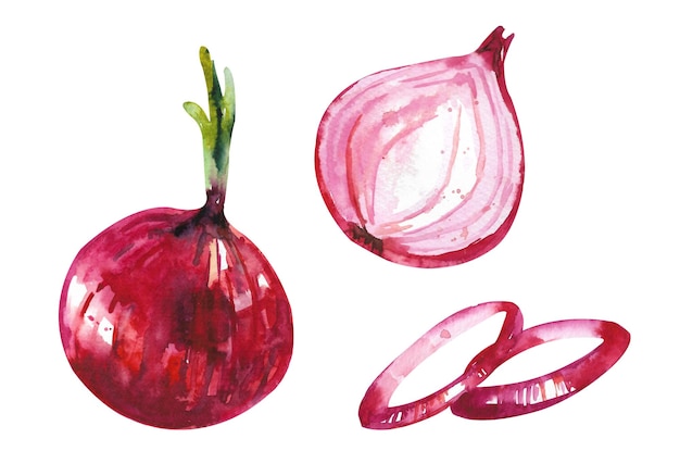 Watercolor onion vegetable Classic burger red onion