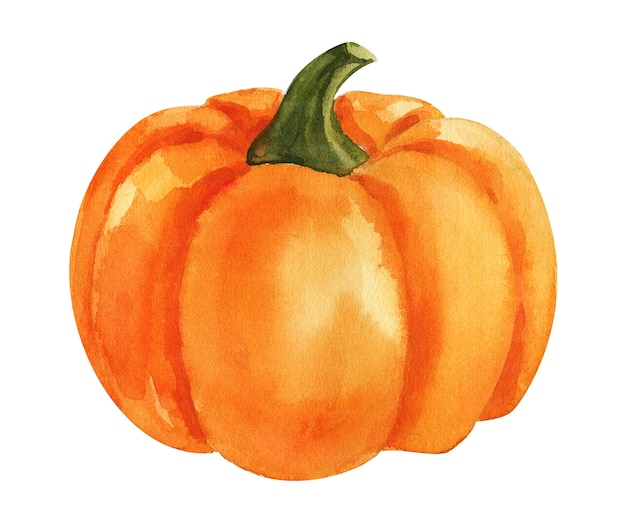 Watercolor orange pumpkin on white background