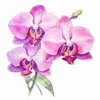 Photo watercolor orchids