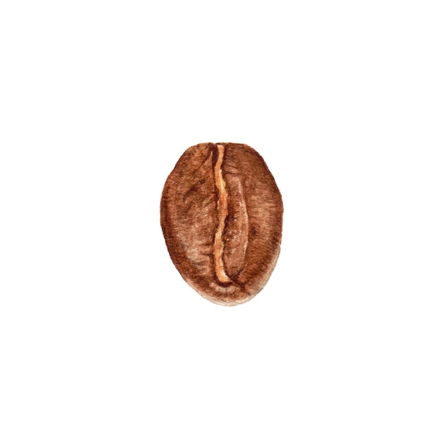 Watercolor organic coffee bean isolated on white background.