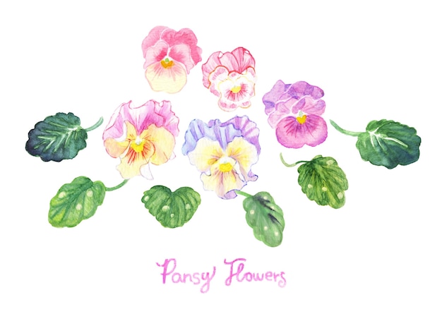 Watercolor  painted frilled pansy flower bouquet