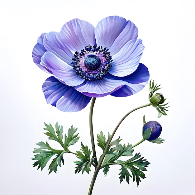 Watercolor painting of anemone on white background