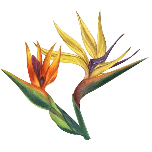 A watercolor painting of a bird of paradise flower.