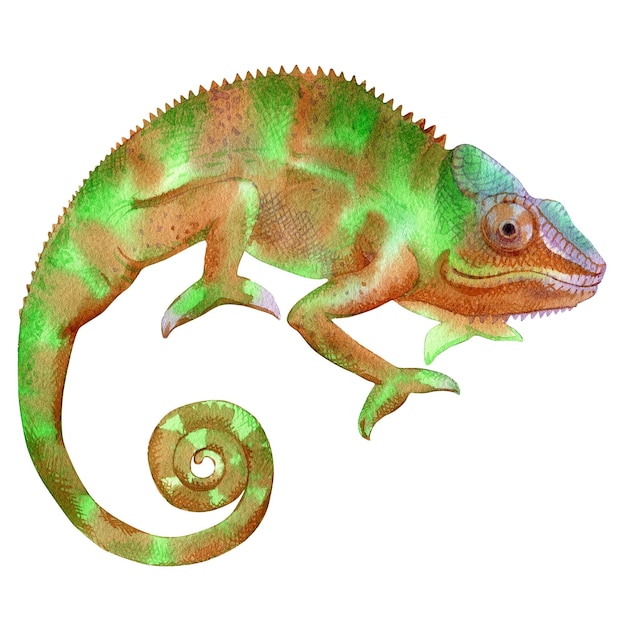 Watercolor painting of chameleon isolated on white background Original stock illustration of lizard