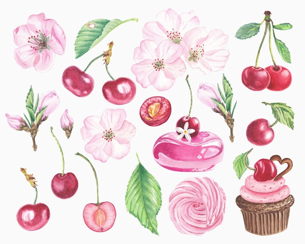 Акварельная живопись вишни цветы кексы торт Вишневые фрукты клипарт Ботанические иллюстрации