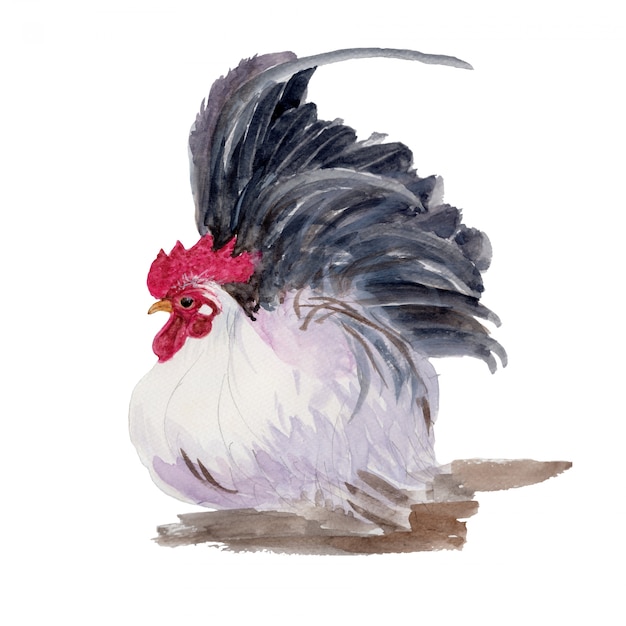 Photo watercolor painting of a chicken