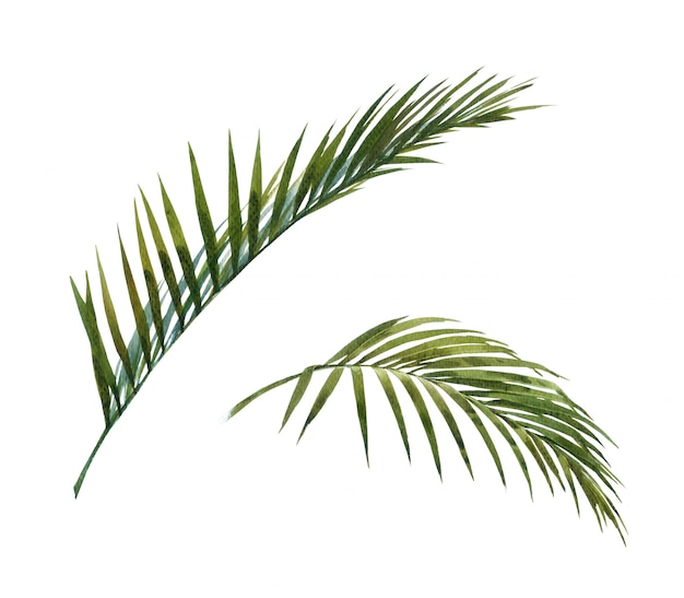 Watercolor painting of coconut palm leaves isolated on white
