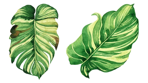 Watercolor painting green tropical leaves background