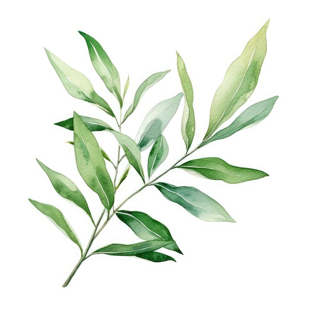 Watercolor painting of laurel with white background