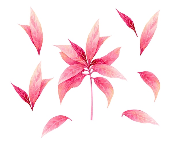 Watercolor painting pink leaves background