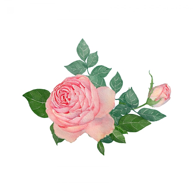 Watercolor painting Rose on white background