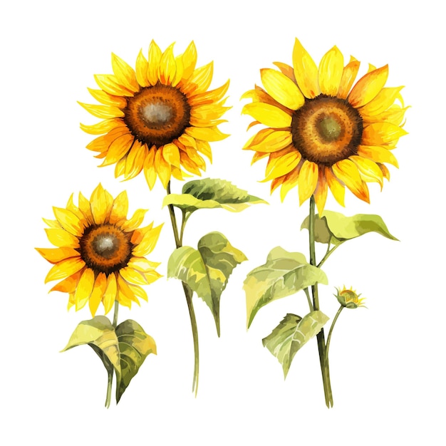 Photo watercolor painting of sunflower four collection