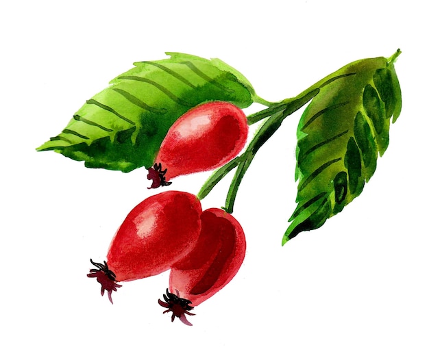 Watercolor painting of a wild berries