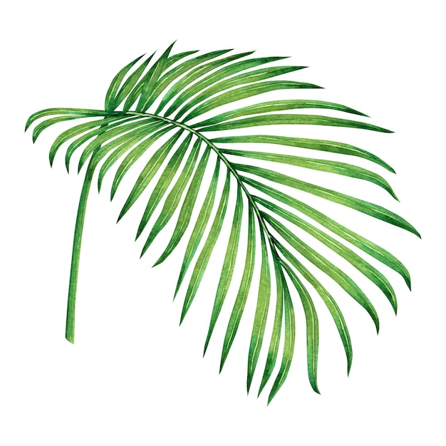 Photo watercolor palm leaves background