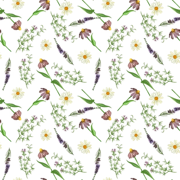 Watercolor pattern meadow grasses and flowers of echinacea heather oregano handdrawn in watercolor