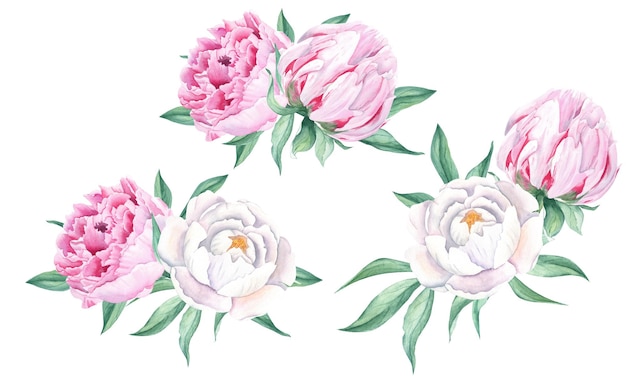 Set di mazzi di peonie ad acquerello con combinazione dipinta a mano di fiori bianchi e rosa e foglie verdi