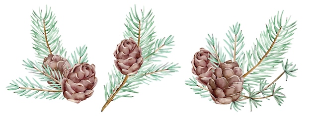 Watercolor pine branches and cones, needles on the white background, decorative botanical illustration for design, Christmas plants. New year's cards