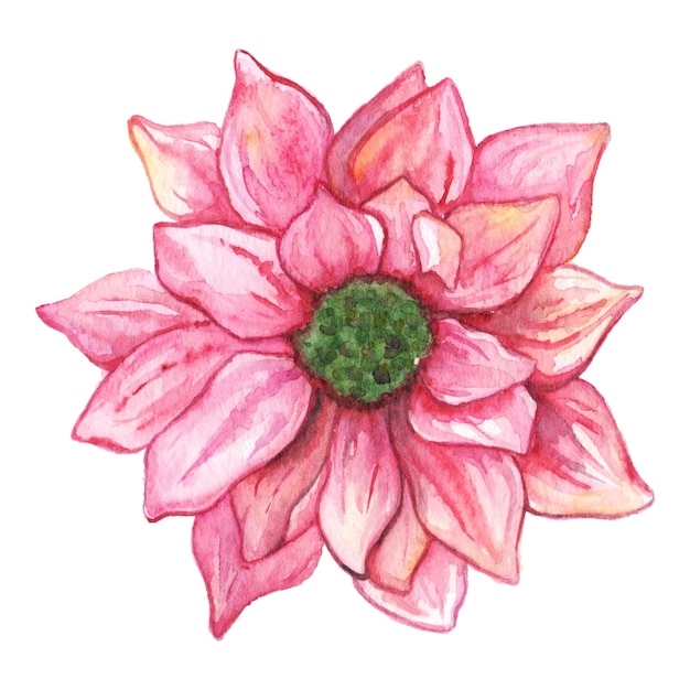 Watercolor pink chrysanthemum flower isolated clip art