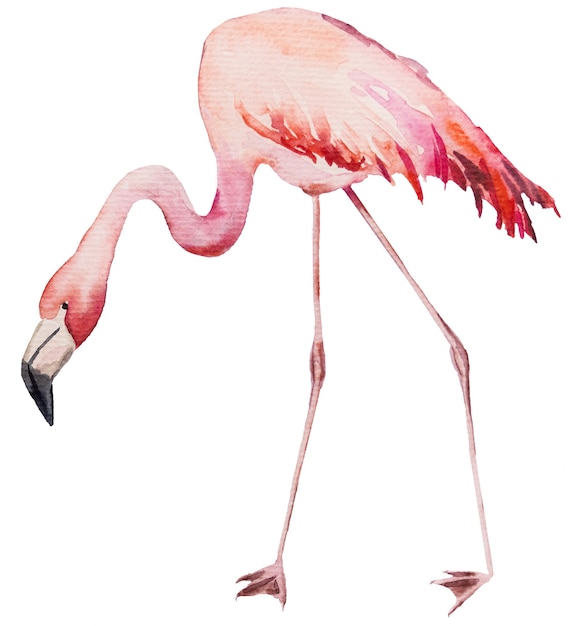 Watercolor pink flamingo. exotic bird isolated illustration for wedding stationary, greetings, wallpaper, fashion, posters