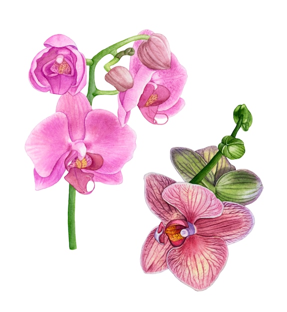 Watercolor pink orchid flowers.