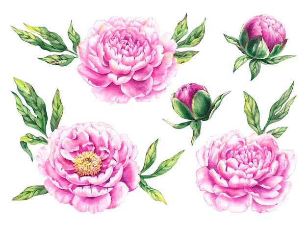 Photo watercolor pink peonies hand drawn flowers blooming