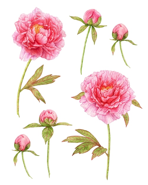 Watercolor pink peonies peony buds on white background