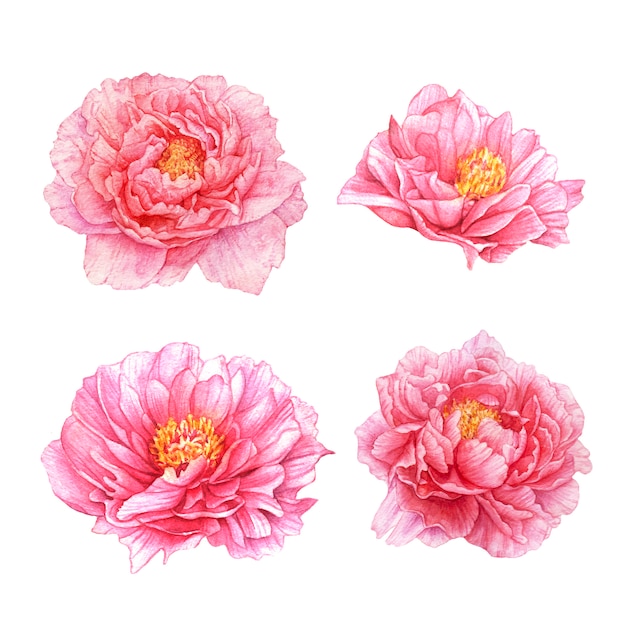 Watercolor pink peony flowers.